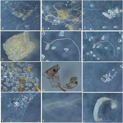 Baseline Study of Microplastics in the Gastrointestinal Tract of Commercial Species Inhabiting in the Coastal Waters of Karachi, Sindh, Pakistan